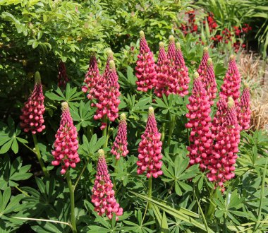 Kırmızı lupin bitkiler.