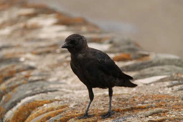 Schwarze Krähe. — Stockfoto