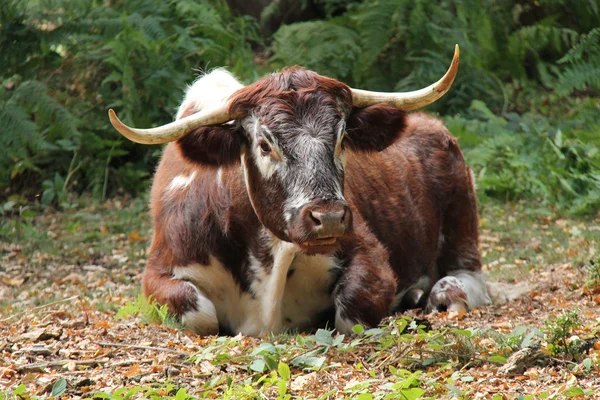 Long Horned Cattle. — Stock Photo, Image