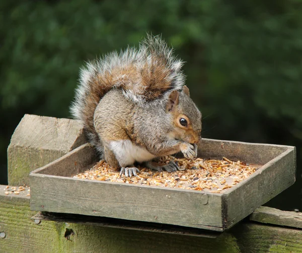 Grey Squirrel. Stock Image