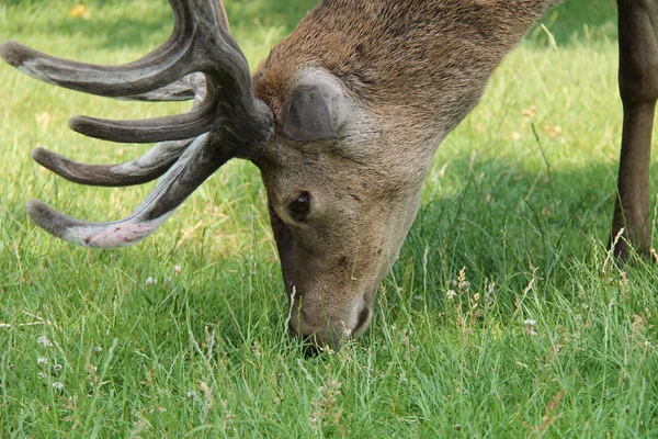Red Deer. — Stock Photo, Image