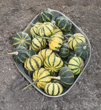 yeşil ve sarı balkabakları.