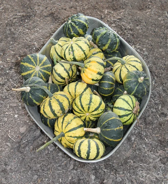 Calabazas verdes y amarillas. — Foto de Stock