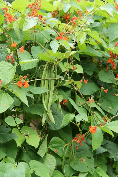 Plantas de Frijol Corredor . — Foto de Stock