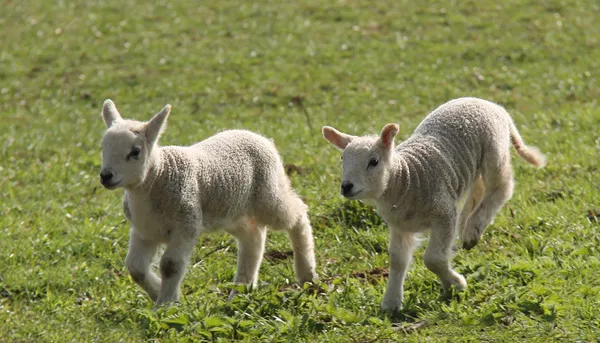 Newly Born Lambs. — Stock Photo, Image
