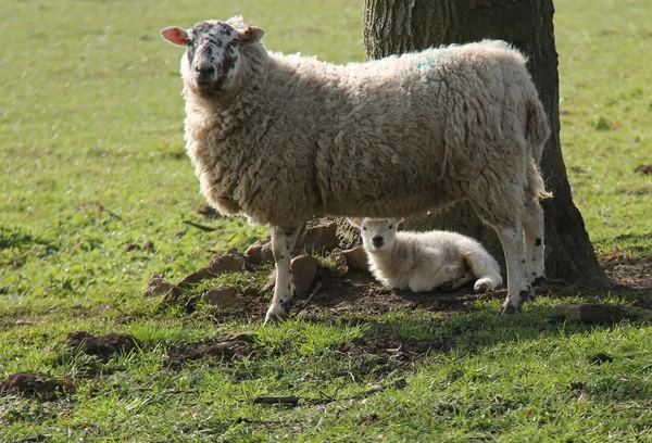 Baby Lamb. — Stock Photo, Image