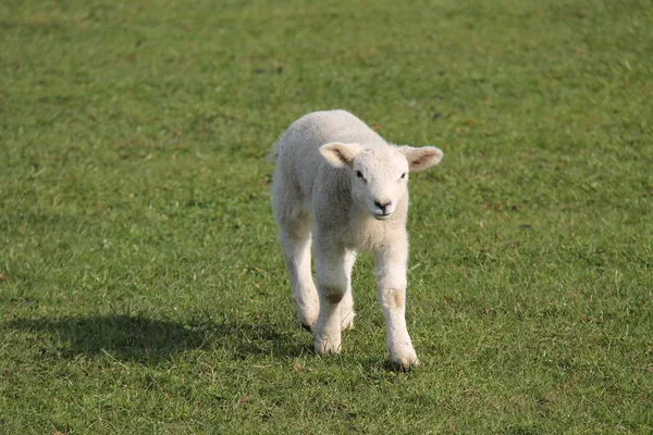 Baby-Lamm. — Stockfoto