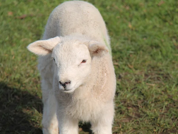 Baby lamm. — Stockfoto