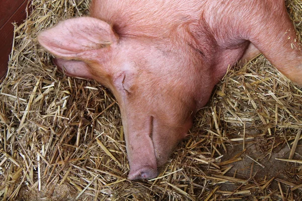 Великий спальний свиня . — стокове фото