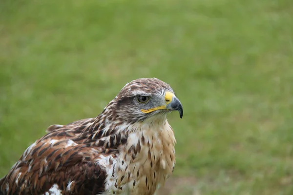 Pájaro de presa . — Foto de Stock