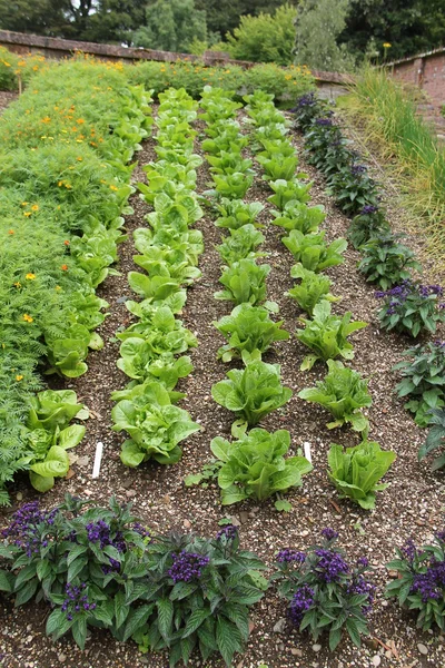 Rows of Lettuce. — Stock Photo, Image