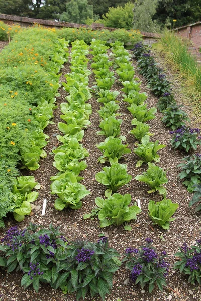 Salatreihen. — Stockfoto