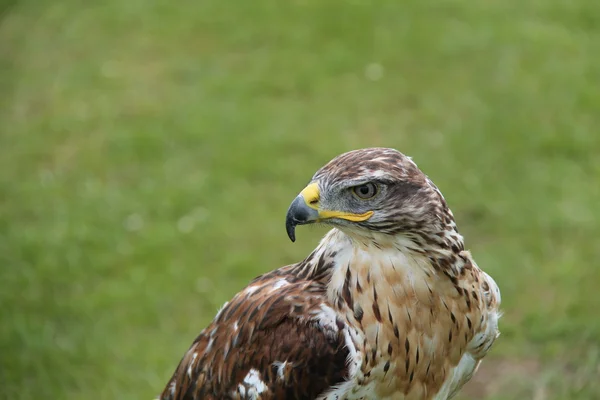 Falkenvogel. — Stockfoto