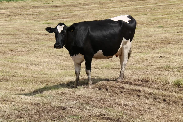 Dairy Cow. — Stock Photo, Image