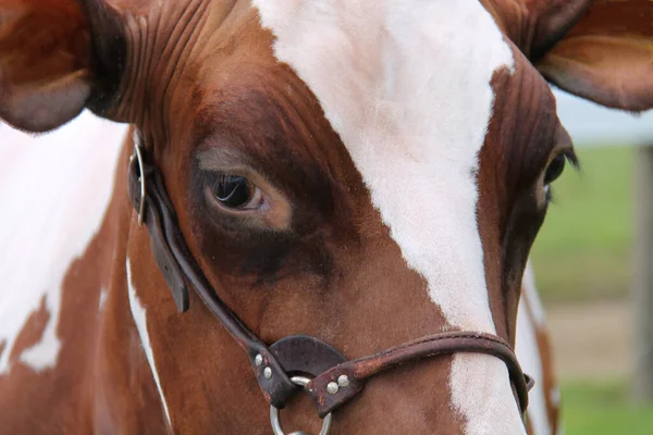 冠军农场奶牛的眼睛与头部 — 图库照片