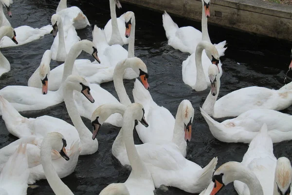 Eine Gruppe Weißer Schwäne Gemeinsam Auf Dem Wasser — Stockfoto