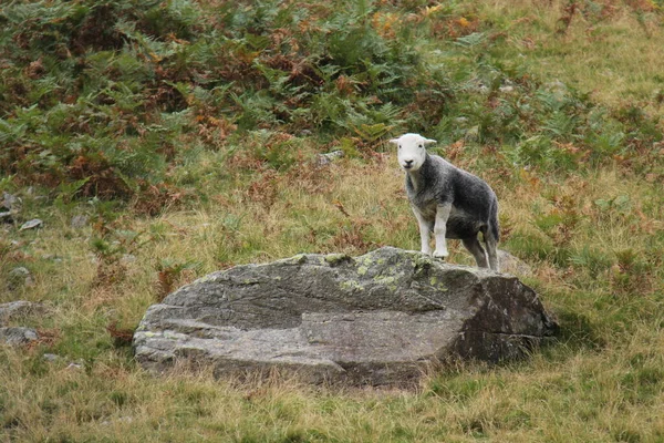 Mouton Montagne Ferme Debout Sur Rocher Colline — Photo