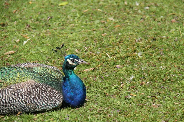 Een Schitterende Peacock Bird Zittend Een Blauw Gras Gazon — Stockfoto