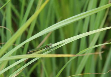 Bir Sazlık Yatağında Dinlenen Yeşil Kız Sineği.