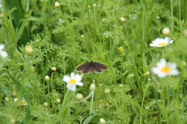Joli Papillon Brun Dans Une Prairie Fleurs Sauvages — Photo