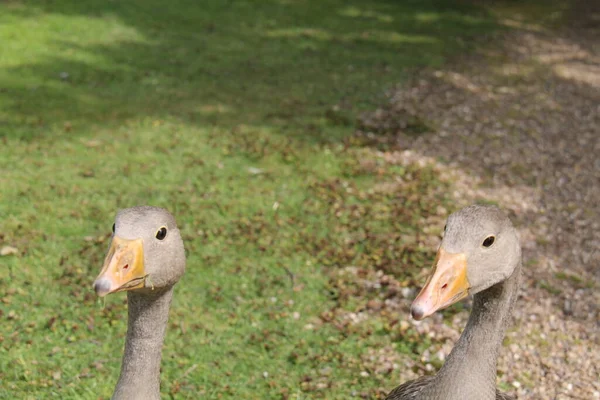 Les Deux Têtes Une Paire Oies Grises — Photo