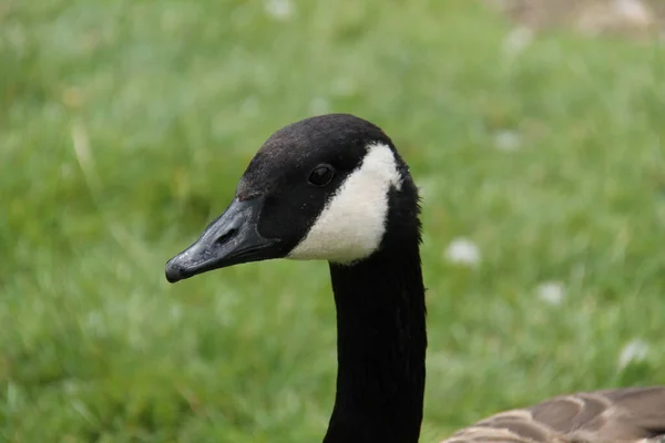 Head Single Canada Goose Wild Bird — Stock Photo, Image