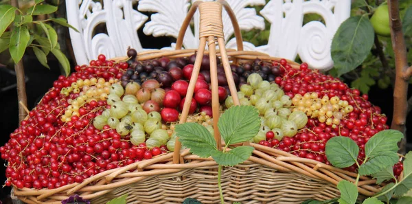 Egy Fonott Kosár Tele Vegyes Gyümölcsös Bogyókkal — Stock Fotó