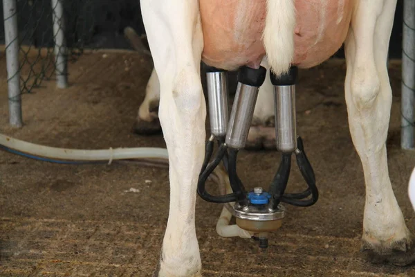 Cluster Milking Machine Dairy Cow Udder — Φωτογραφία Αρχείου