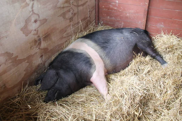 Brytyjski Saddleback Farm Pig Leżący Łożu Słomy — Zdjęcie stockowe