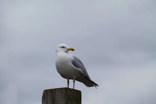 Coastal Seagull Standing Wooden Post — стоковое фото