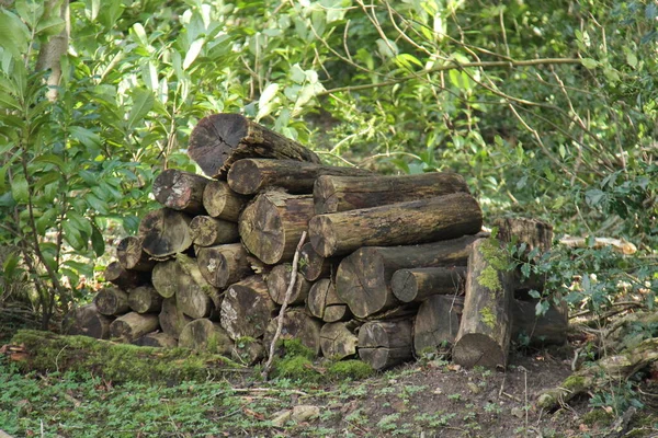 Pile Wood Logs Left Natural Insect Habitat — 스톡 사진