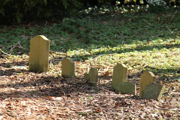 Line Gravestones Woodland Pet Cemetery — Stock Photo, Image