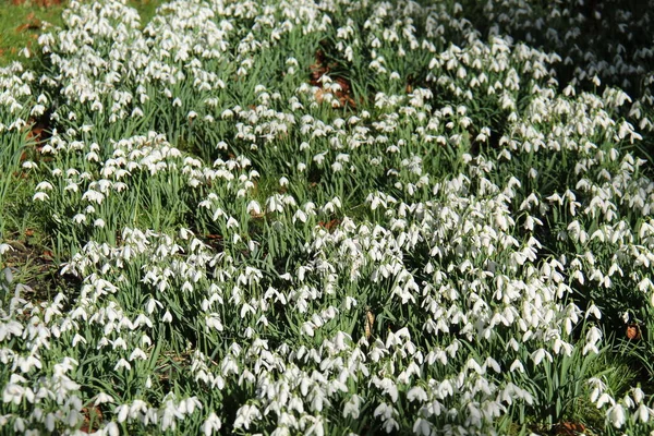 Bed White Spring Snowdrop Flower Plants — Stock Photo, Image