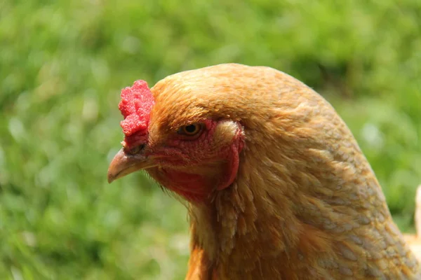 Cabeza Pollo Granja Gallina Marrón —  Fotos de Stock