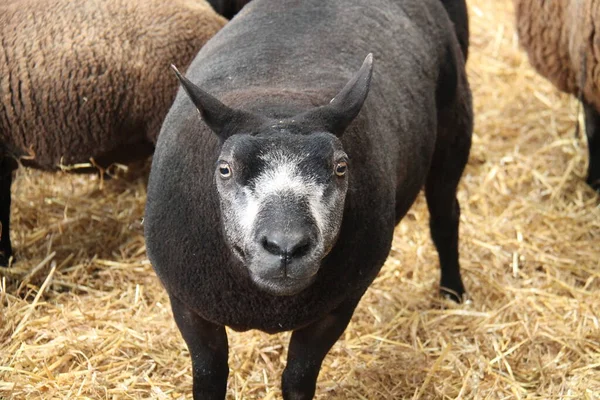 Hlava Tvář Ovce Modrého Texelu Farmyard — Stock fotografie