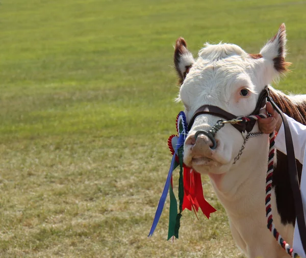 Κεφάλι Και Rosettes Ενός Πρωταθλητή Hereford Bull — Φωτογραφία Αρχείου