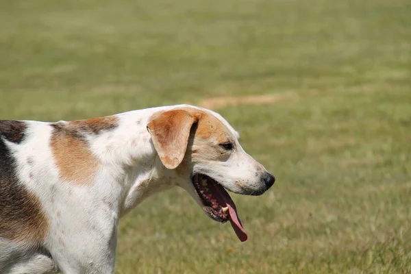 Head Face Foxhound Hunting Dog — Zdjęcie stockowe