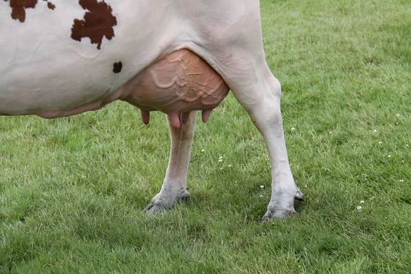 Full Udder Farmyard Dairy Cow — Zdjęcie stockowe