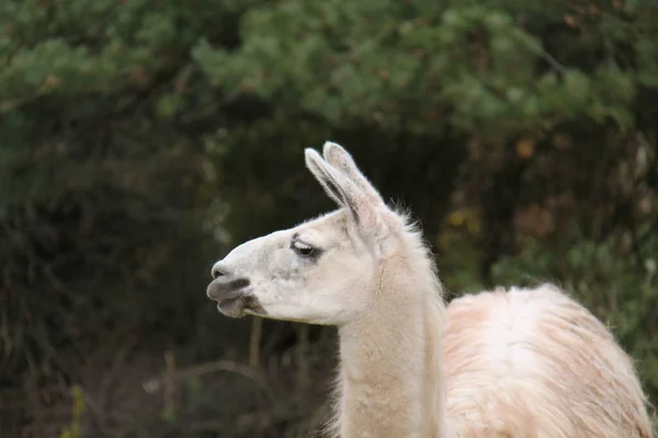 Head Large Ears Adult Llama Animal — стоковое фото