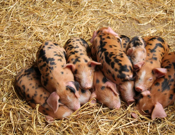 Farmyard Group Oxford Sandy Black Piglets — Stock Photo, Image