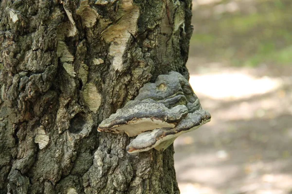 Grzyb Szaro Biały Wspornik Pniu Drzewa — Zdjęcie stockowe