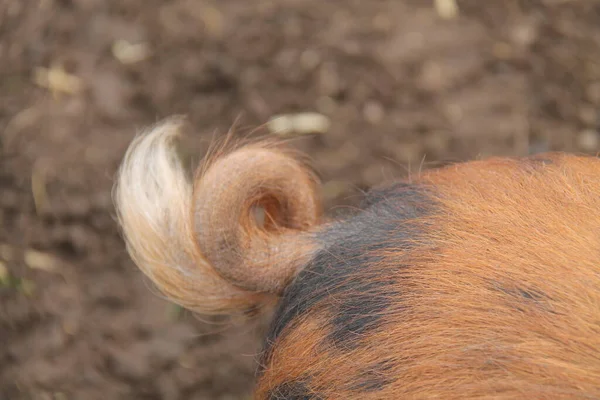 牛津沙猪和黑猪的卷曲尾迹 — 图库照片