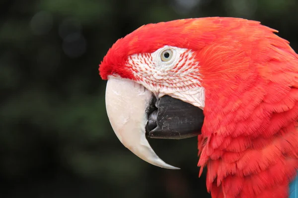 Głowa Szkarłatnego Ptaka Tropikalnego Macaw — Zdjęcie stockowe