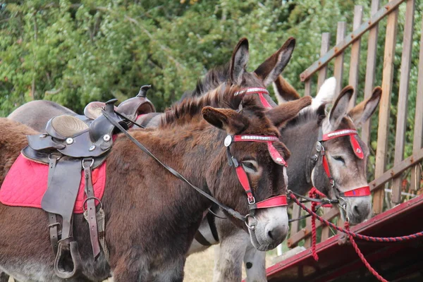 Three Donkeys Saddles Ready Riding — Stock Photo, Image