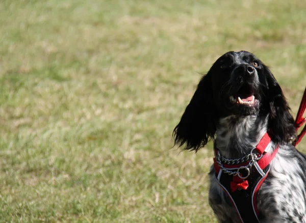 Cabeça Pedigree Springer Spaniel Dog — Fotografia de Stock