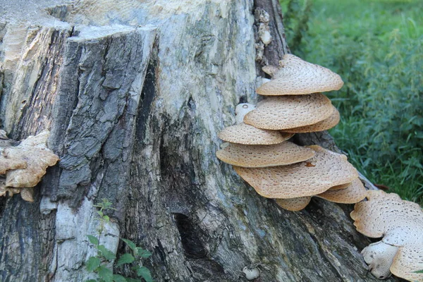 Quelques Gros Champignon Support Poussant Sur Une Souche Arbre — Photo