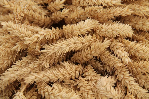 Ein Hintergrundbild Einer Geernteten Weizengarbenernte — Stockfoto