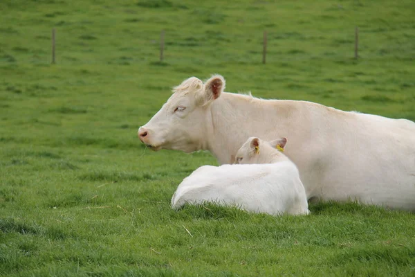 Farmyard Whitebred Shorthorn Cattle Mother Calf — Stock Photo, Image