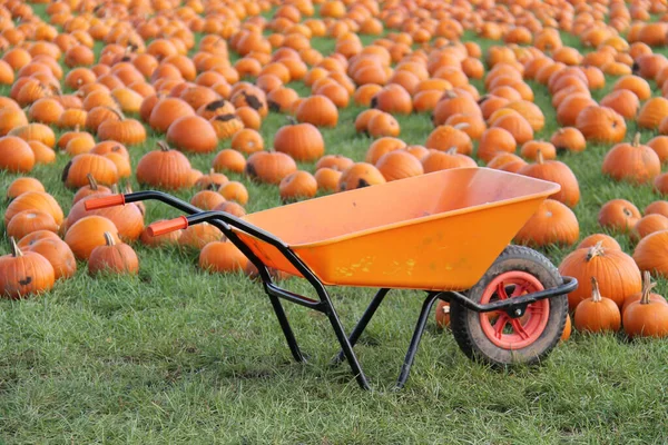 Una Carriola Arancione Campo Zucche — Foto Stock