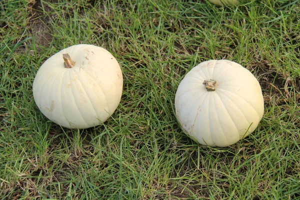 Pair Recently Grown Large White Pumpkin Fruits — Stock Photo, Image